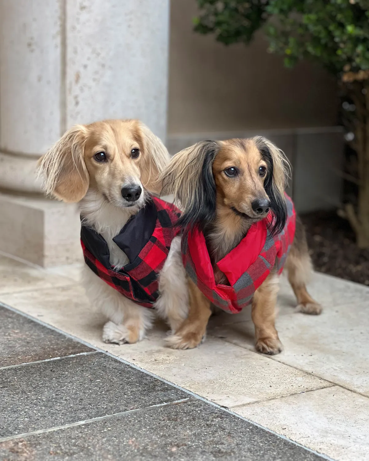 Reversible Puffer Dog Coat - Black