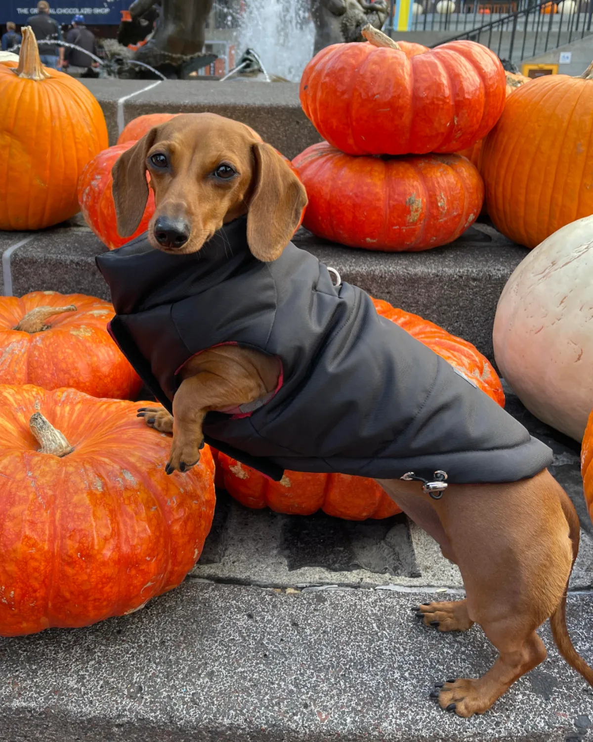 Reversible Puffer Dog Coat - Black